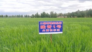 隴青1號(hào)